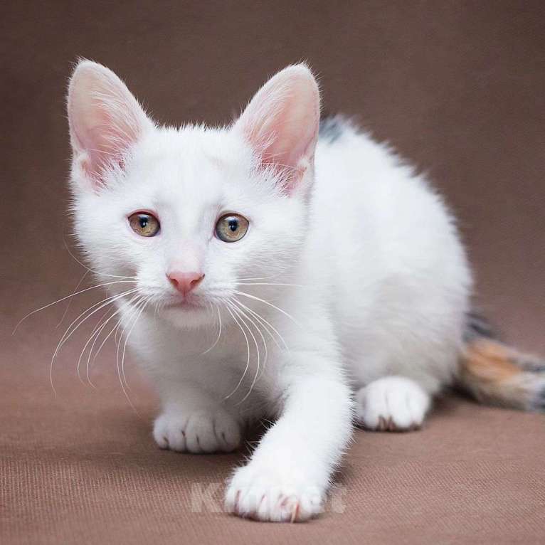 Кошки в Москве: Маленькая Мадам Бровкина Девочка, Бесплатно - фото 3