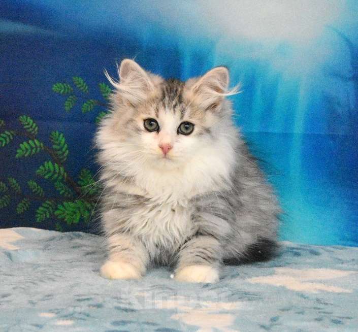 Кошки в Москве: Сибирский котик Мальчик, 45 000 руб. - фото 10