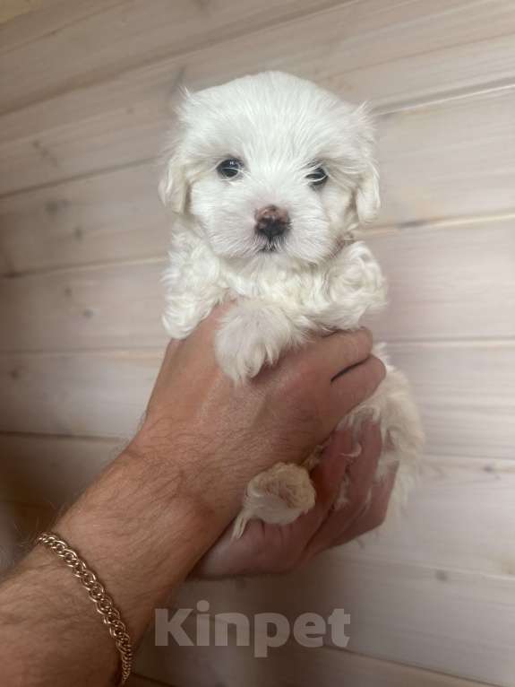 Собаки в других городах Московской области: Супер целовательная девочка  Девочка, 60 000 руб. - фото 2
