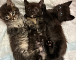 Кошки в Тюмени: Отдам в добрые руки Мальчик, Бесплатно - фото 1