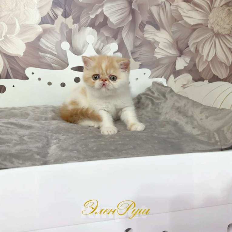 Кошки в Москве: котенок экзот Мальчик, 60 000 руб. - фото 2