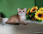 Кошки в Москве: Котик Keksik скоттиш страйт в золотом окрасе ny11 Мальчик, Бесплатно - фото 1