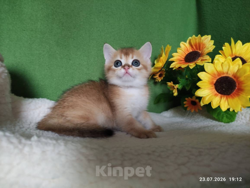 Кошки в Москве: Котик Keksik скоттиш страйт в золотом окрасе ny11 Мальчик, Бесплатно - фото 1