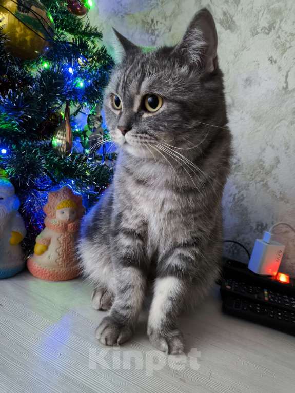 Кошки в Москве: Margo Девочка, Бесплатно - фото 9