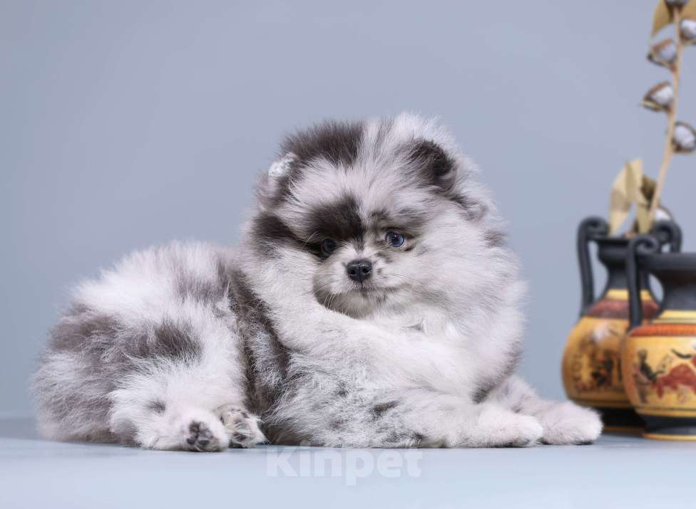 Собаки в Нижнем Новгороде:  Голубоглазый мачо Мальчик, Бесплатно - фото 3