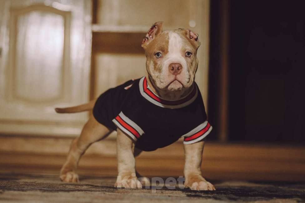 Собаки в Москве: Щенок Американского булли Мальчик, 150 000 руб. - фото 3