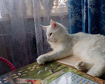 Кошки в Сызрани: Благородный Мейн Кун, 4 руб. - фото 1