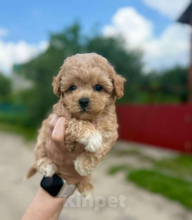 Собаки в Котельнике: Мальтипу девочка Девочка, 180 000 руб. - фото 5