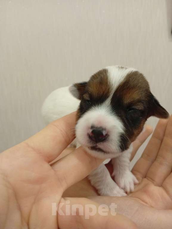 Собаки в Дмитрове: Мальчик Мальчик, 30 000 руб. - фото 2