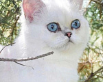 Кошки в Кинели: Вязка с Колорным Британским Котом NS 11 33  Мальчик, 10 000 руб. - фото 1