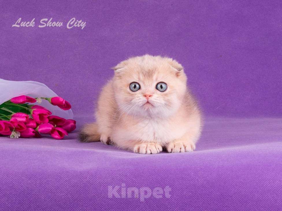 Кошки в Санкт-Петербурге: Голубое золото скоттиш-фолд Мальчик, Бесплатно - фото 4