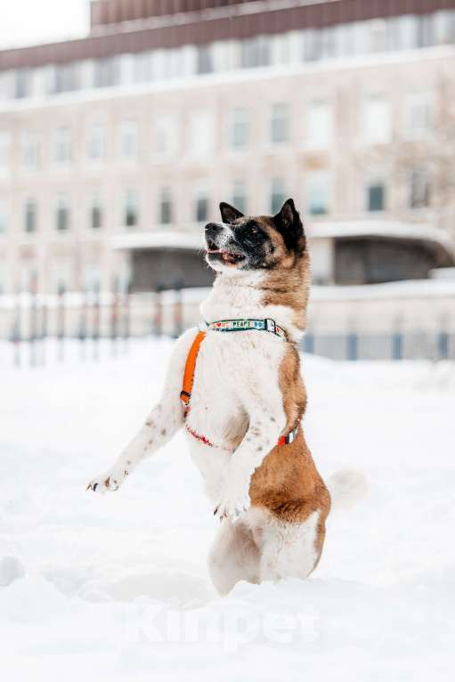 Собаки в Москве: Удивительная Рошель ищет дом Девочка, Бесплатно - фото 8