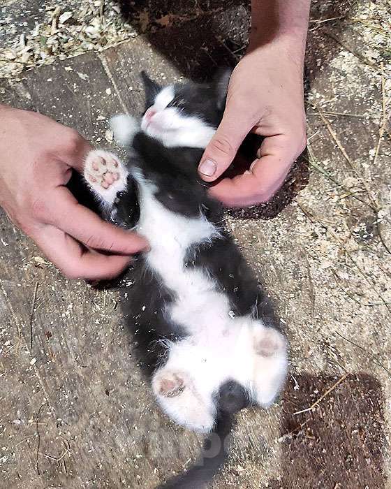 Кошки в Санкт-Петербурге: Ласковые, трогательные котята мальчики и девочки ищут дом Мальчик, 10 руб. - фото 7