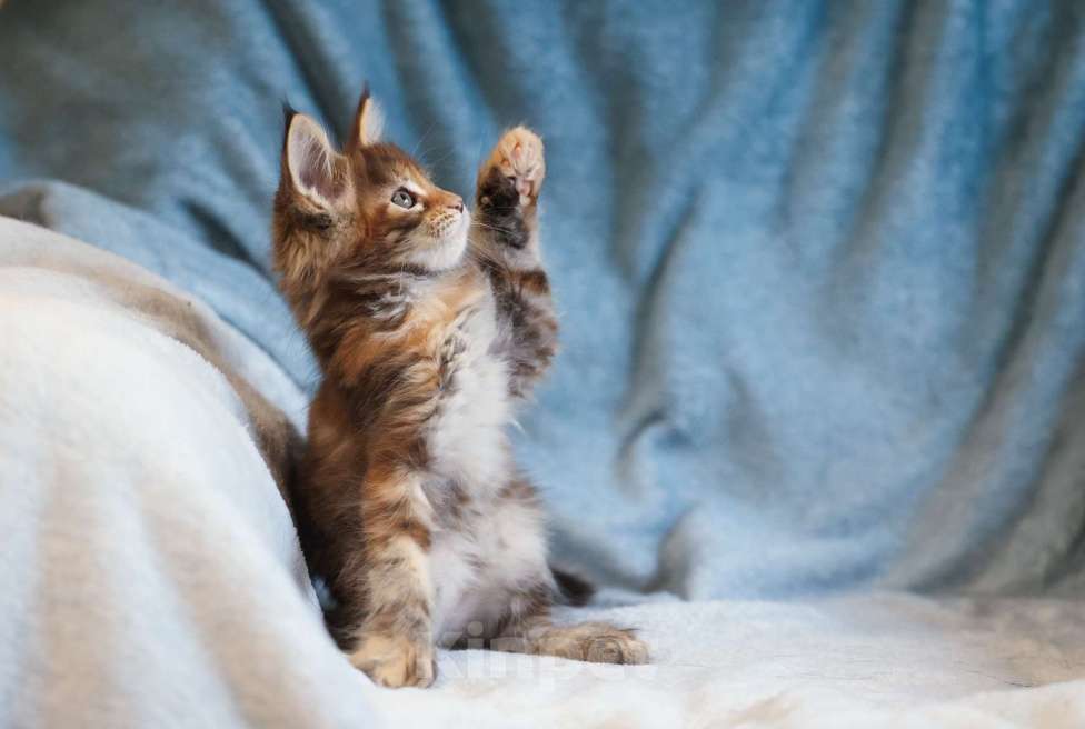 Кошки в Москве: Котенок мейн-кун Девочка, 60 000 руб. - фото 4