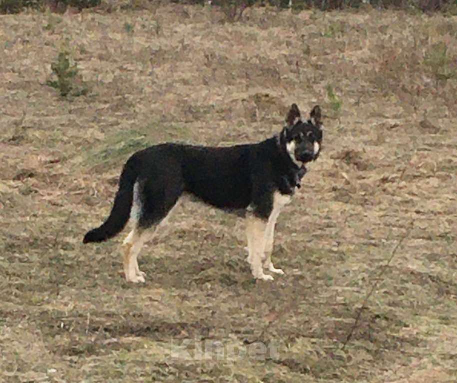 Собаки в Калуге: ВЕО 1 год Девочка, Бесплатно - фото 2