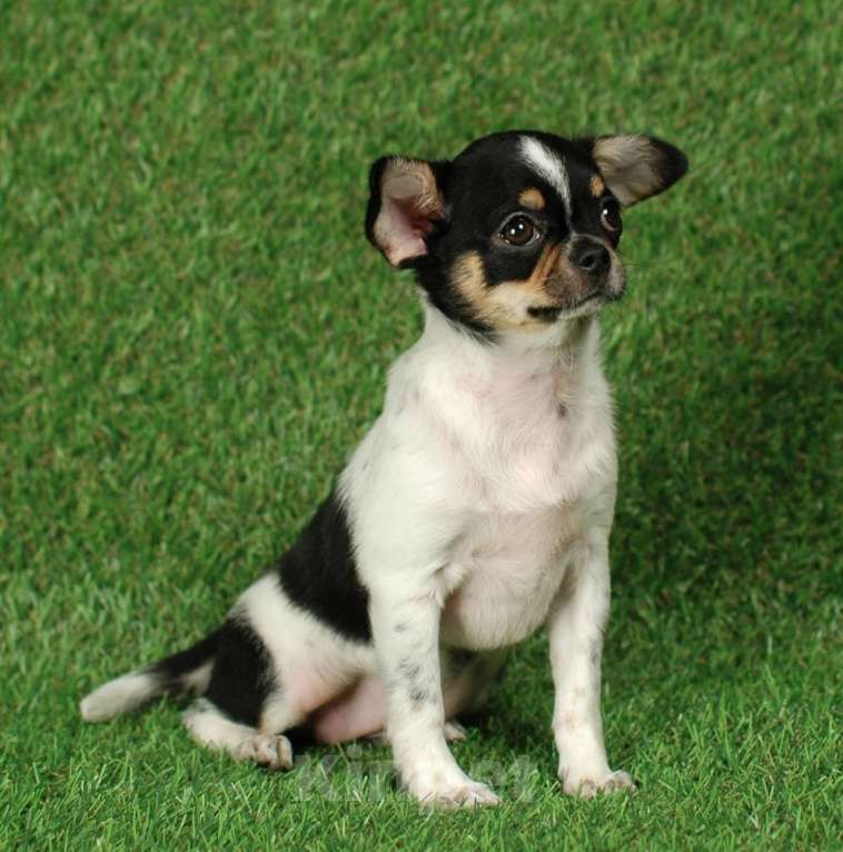 Собаки в Москве: Веселая девчуля Девочка, 17 000 руб. - фото 5