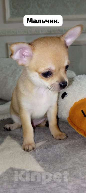 Собаки в Краснодаре: Продам щенков чихуахуа Мальчик, 10 000 руб. - фото 3