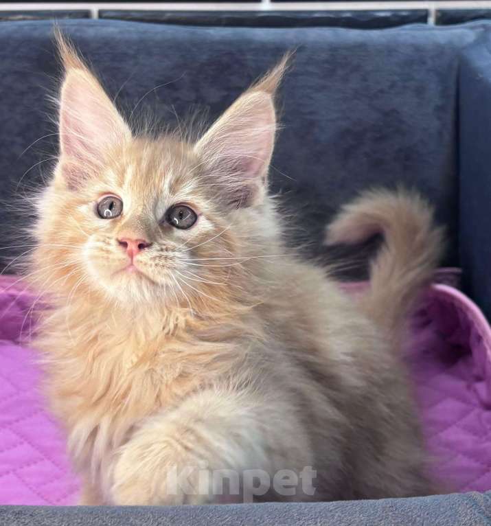 Кошки в Ростове-на-Дону: Шикарный мальчик мейн-кун Мальчик, 25 000 руб. - фото 1