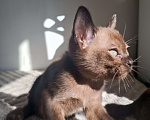 Кошки в Ростове-на-Дону: Котенок европейской Бурмы  Мальчик, 70 000 руб. - фото 1