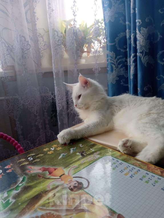Кошки в Сызрани: Благородный Мейн Кун, 4 руб. - фото 1