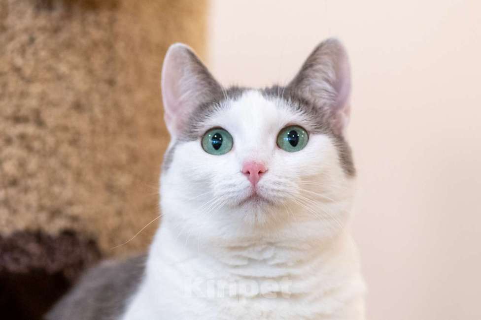 Кошки в Москве: Алиса Девочка, Бесплатно - фото 5