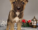 Собаки в других городах Московской области: Браун Мальчик, Бесплатно - фото 1