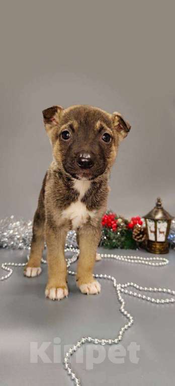 Собаки в других городах Московской области: Браун Мальчик, Бесплатно - фото 1