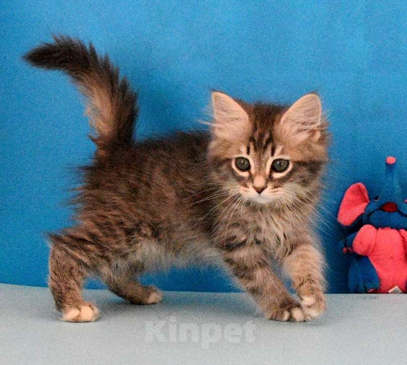 Кошки в Москве: Сибирский котик Паркер Мальчик, Бесплатно - фото 9