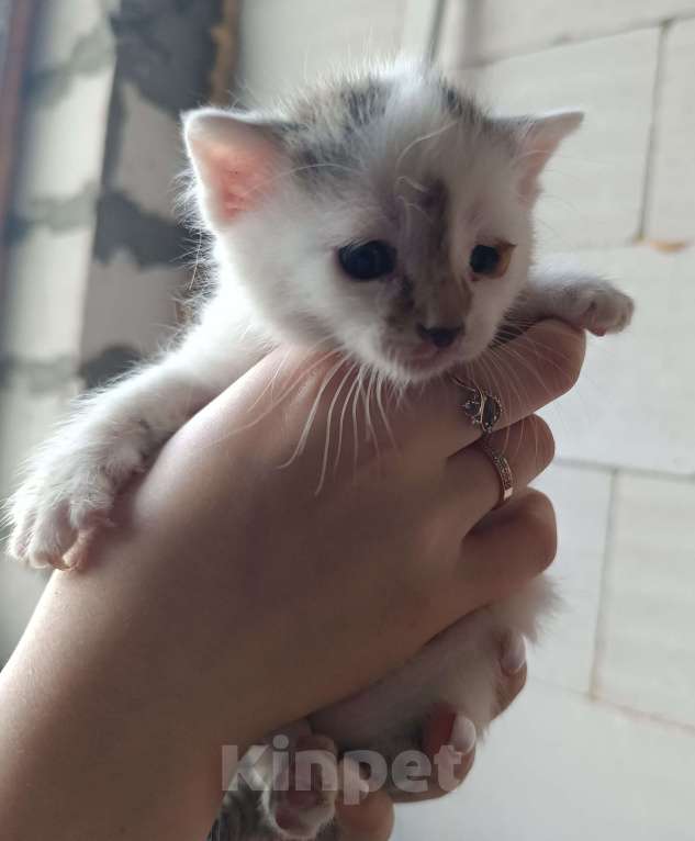 Кошки в других городах Московской области: Котик в добрейшие ручки Мальчик, Бесплатно - фото 3