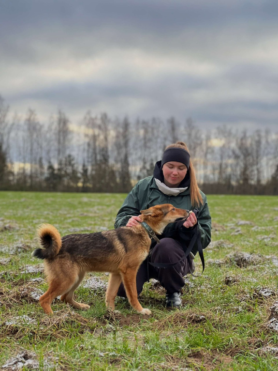 Собаки в Клине: Миндаль — милая карамельная очаровашка, которая ждёт своего Человека Девочка, Бесплатно - фото 3