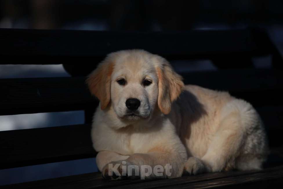 Собаки в Москве: Щенки золотистого ретривера  Девочка, 50 000 руб. - фото 4