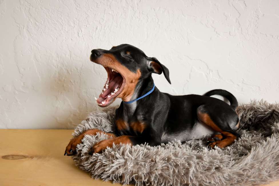 Собаки в Краснодаре: Щенки Цвергпинчер РКФ Разнополые, 40 000 руб. - фото 3