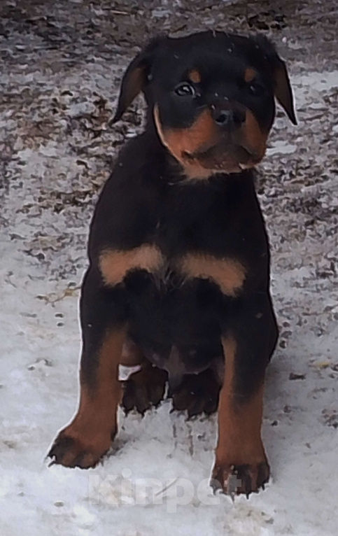 Собаки в Челябинске: Ротвейлер, щенки от питомника Мальчик, Бесплатно - фото 1