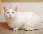 Кошки в Москве: Белоснежная красавица Зефирка ждёт своего человека Девочка, 347 руб. - фото 4