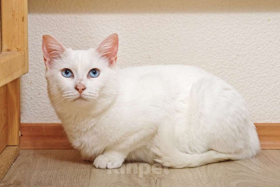 Кошки в Москве: Белоснежная красавица Зефирка ждёт своего человека Девочка, 347 руб. - фото 4