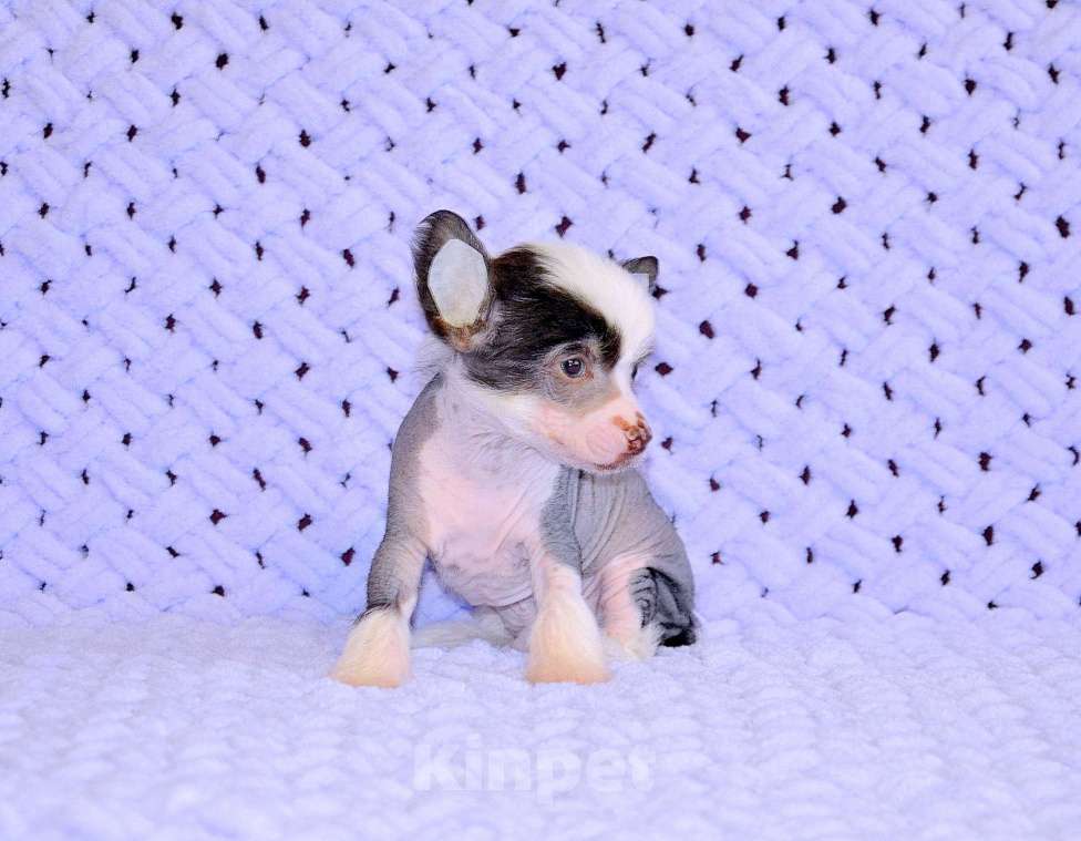 Собаки в Екатеринбурге: Мальчик КХС Мальчик, 40 руб. - фото 1