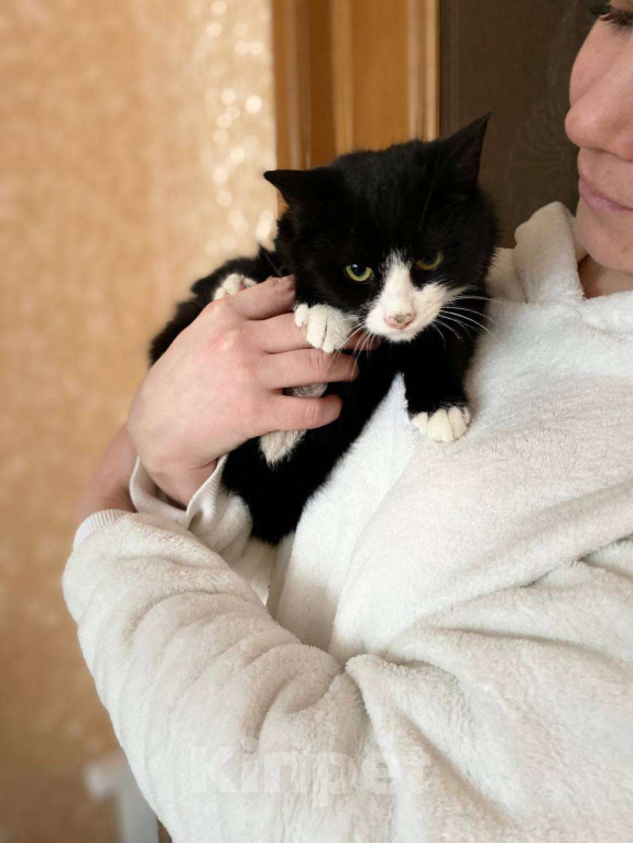 Кошки в Москве: Ласковый и добрый котик Мишаня стал бездомным в результате реновации Мальчик, 1 руб. - фото 2