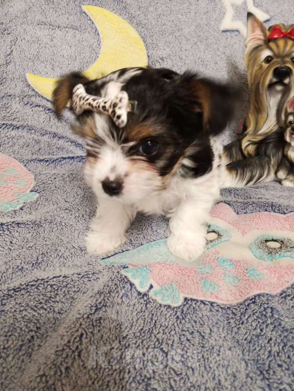 Собаки в Азове: Щенки бивер терьера три мальчика и одна девочка Разнополые, Бесплатно - фото 7