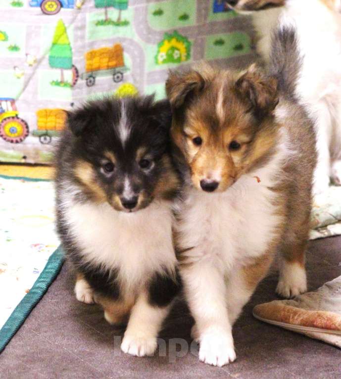 Собаки в Вологде: Очаровательная сука шелти Девочка, Бесплатно - фото 9