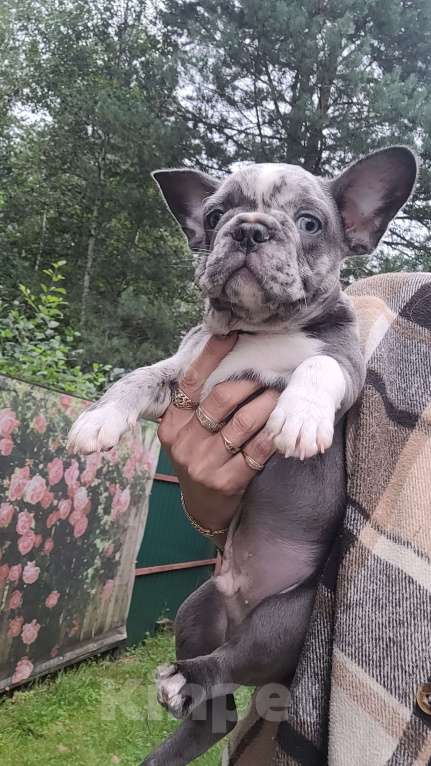 Собаки в Москве: Лиловый мерле Мальчик, 65 000 руб. - фото 2