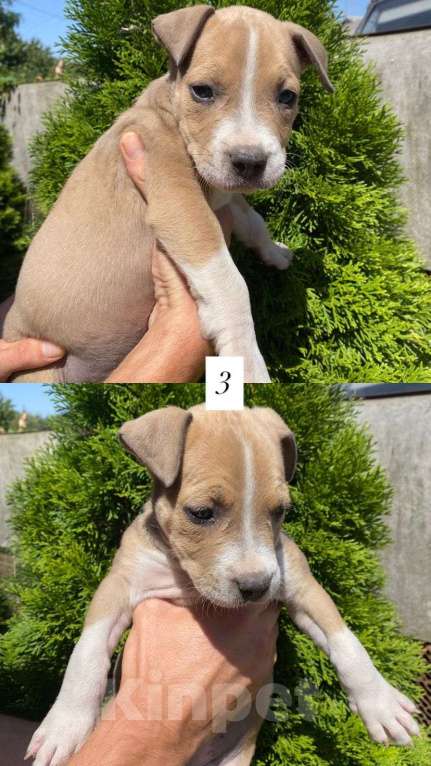Собаки в других городах Краснодарского края: Щенки Амстаффа Мальчик, 10 000 руб. - фото 2