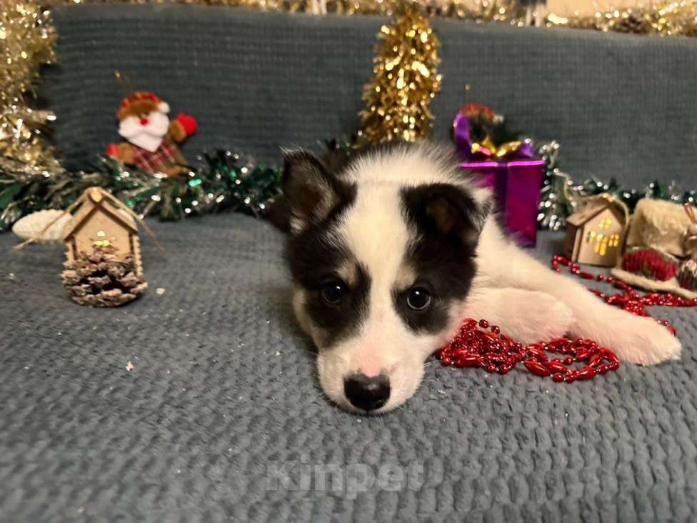 Собаки в Лосином-Петровском: Дейв якутенок лайка Мальчик, Бесплатно - фото 8