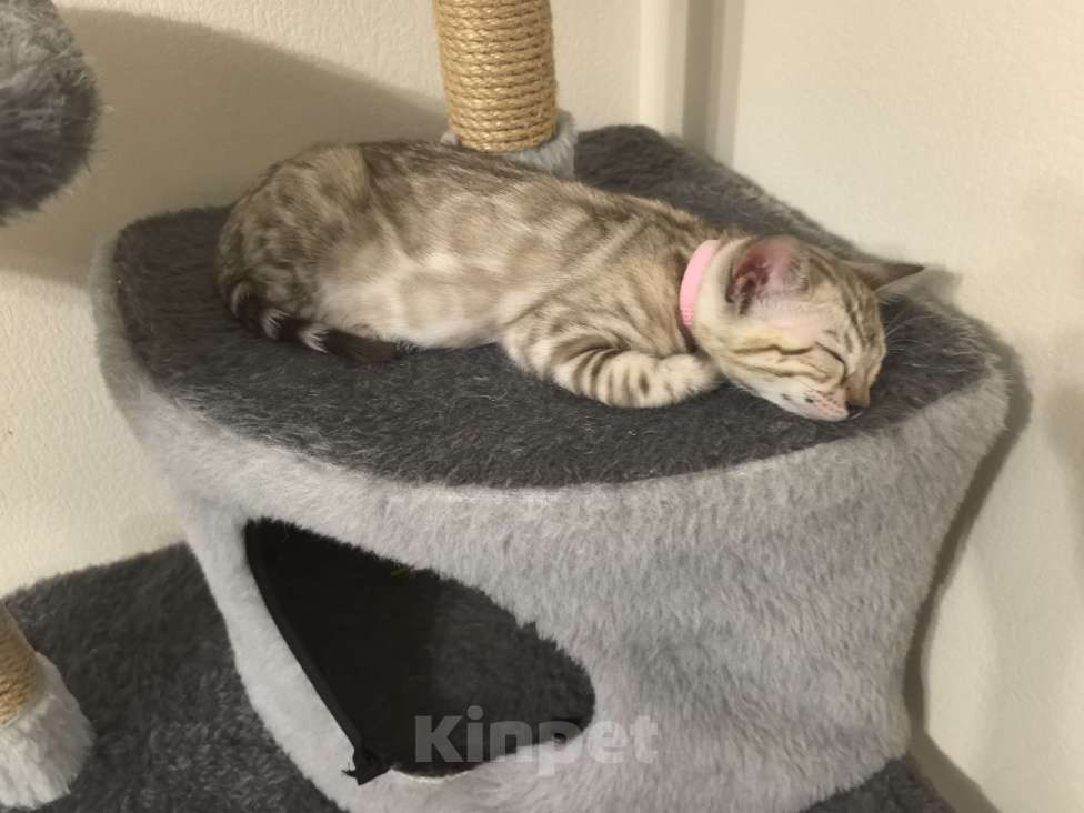 Кошки в Москве: Амелия Девочка, 60 000 руб. - фото 4