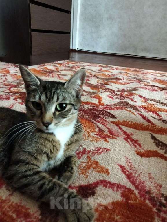 Кошки в Дубне: Отдам кошку в хорошие руки Девочка, Бесплатно - фото 2