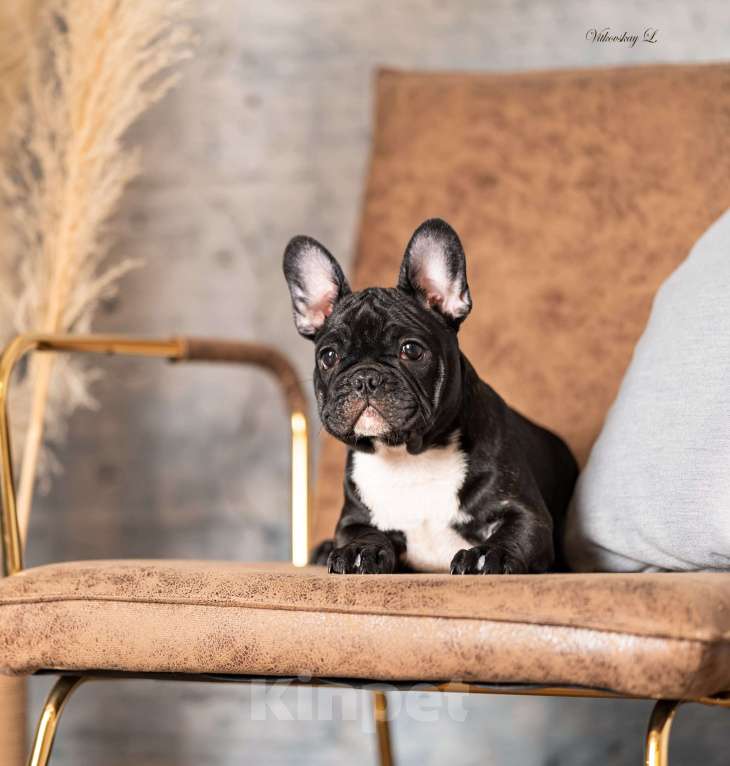 Собаки в Санкт-Петербурге: Кобель в классическом тигровом окрасе Мальчик, Бесплатно - фото 1
