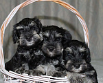 Собаки в Ижевске: Цвергшнауцер щенки окрас черный с серебром Девочка, 50 000 руб. - фото 1