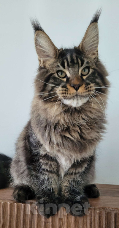 Кошки в Москве: Мейн-кун чёрный тигр Мальчик, 60 000 руб. - фото 3