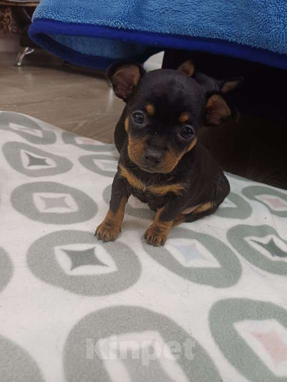 Собаки в Новороссийске: Продам той-терьера щенки Разнополые, 6 000 руб. - фото 2