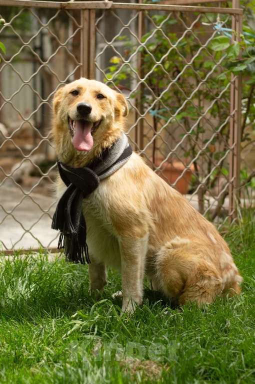 Собаки в Санкт-Петербурге: Совершенно чудесная, добрая и милая молодая собака Девочка, Бесплатно - фото 9