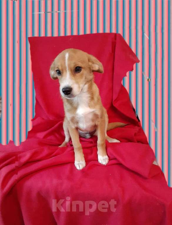 Собаки в Санкт-Петербурге: Собака в добрые руки  Мальчик, Бесплатно - фото 2